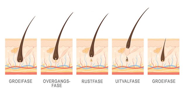 De fasen van haargroei: groeifase, overgangsfase, rustfase, uitvalfase en opnieuw groeifase